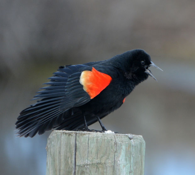 Birds